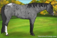 Horse Color:Blue Roan Varnish 