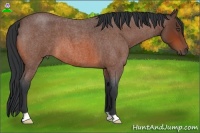 Horse Color:Bay Roan 