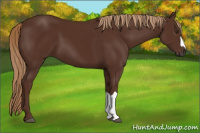 Horse Color:Gray Chestnut 