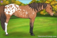 Horse Color:Bay Appaloosa 