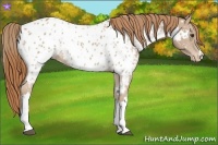 Horse Color:Chestnut Near Leopard 