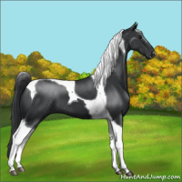 Horse Color:Black Tobiano 