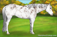 Horse Color:Bay Sabino Rabicano  and Bay Sabino Rabicano 