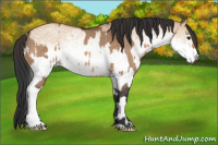 Horse Color:Bay Dun  and White Spotted Bay Dun 