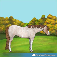 Horse Color:Liver Red Roan Pearl Tobiano Frame