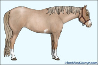 Horse Color:Liver Red Roan Pearl Tobiano Frame 