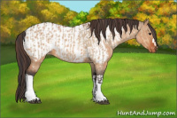 Horse Color:Bay Dun  and Bay Dun Appaloosa 