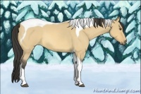 Horse Color:Buckskin Roan Dun Tobiano