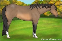 Horse Color:Buckskin Roan 
