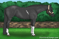 Horse Color:Blue Roan Tobiano 