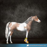 Horse Color:Silver Blue Roan Pearl Tobiano Frame 
