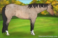 Horse Color:Bay Roan Dun