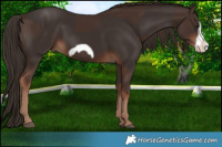 Horse Color:Liver Chestnut  and Liver Chestnut Frame 