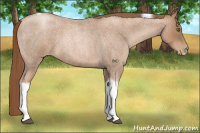 Horse Color:Liver Red Roan Pearl Tobiano Frame 