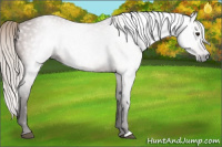 Horse Color:Gray Silver Bay 