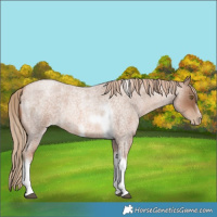 Horse Color:Liver Red Roan Pearl Tobiano Frame 