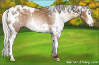 Horse Color:Gray Silver Sable Champagne Splash Tobiano 