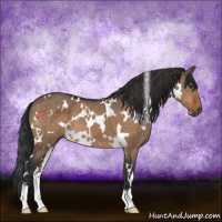 Horse Color:White Spotted Bay Dun