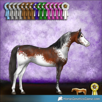 Horse Color:White Spotted Bay 