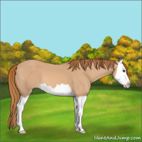 Horse Color:Red Dun Splash 