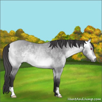 Horse Color:Buckskin Chinchilla 