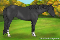 Horse Color:Black Sabino 