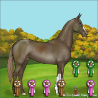 Horse Color:Chocolate Palomino Appaloosa 