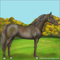 Horse Color:Chocolate Palomino Appaloosa 