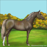 Horse Color:Chocolate Palomino 
