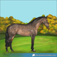 Horse Color:Brown Dun 