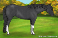 Horse Color:Blue Roan Tobiano