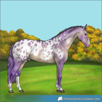 Horse Color:Watercolor Brown Dun Sabino Appaloosa 