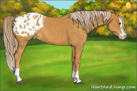 Horse Color:Palomino Splash Blanket 