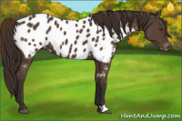 Horse Color:Liver Chestnut Appaloosa 
