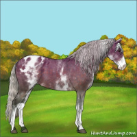 Horse Color:White Spotted Silver Brown Appaloosa 