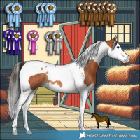 Horse Color:Bay Splash Tobiano Rabicano