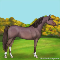 Horse Color:Liver Red Dun 