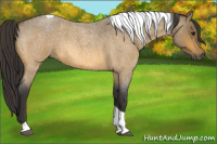 Horse Color:Buckskin Roan Tobiano 