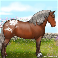 Horse Color:Silver Bay Appaloosa 