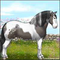 Horse Color:Grullo Splash Tobiano Appaloosa 