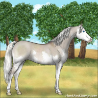 Horse Color:Liver Red Dun Mushroom Sabino Splash 