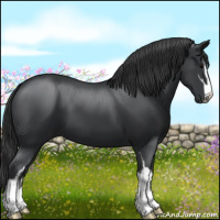 Horse Color:Black Sabino 