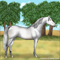Horse Color:Gray White Spotted Brown 
