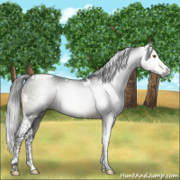 Horse Color:Gray White Spotted Brown Tobiano 