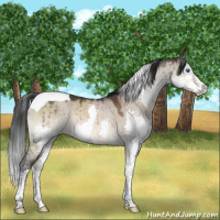 Horse Color:Brown Dun Mushroom Sabino Splash Tobiano Rabicano Brindle
