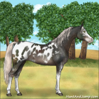Horse Color:Liver Chestnut Mushroom Sabino Appaloosa 