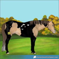 Horse Color:Sable Cream Champagne Tobiano 