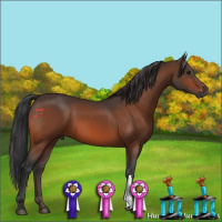 Horse Color:Bay 