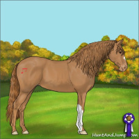 Horse Color:Chestnut Appaloosa
