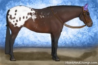 Horse Color:Brown Appaloosa 